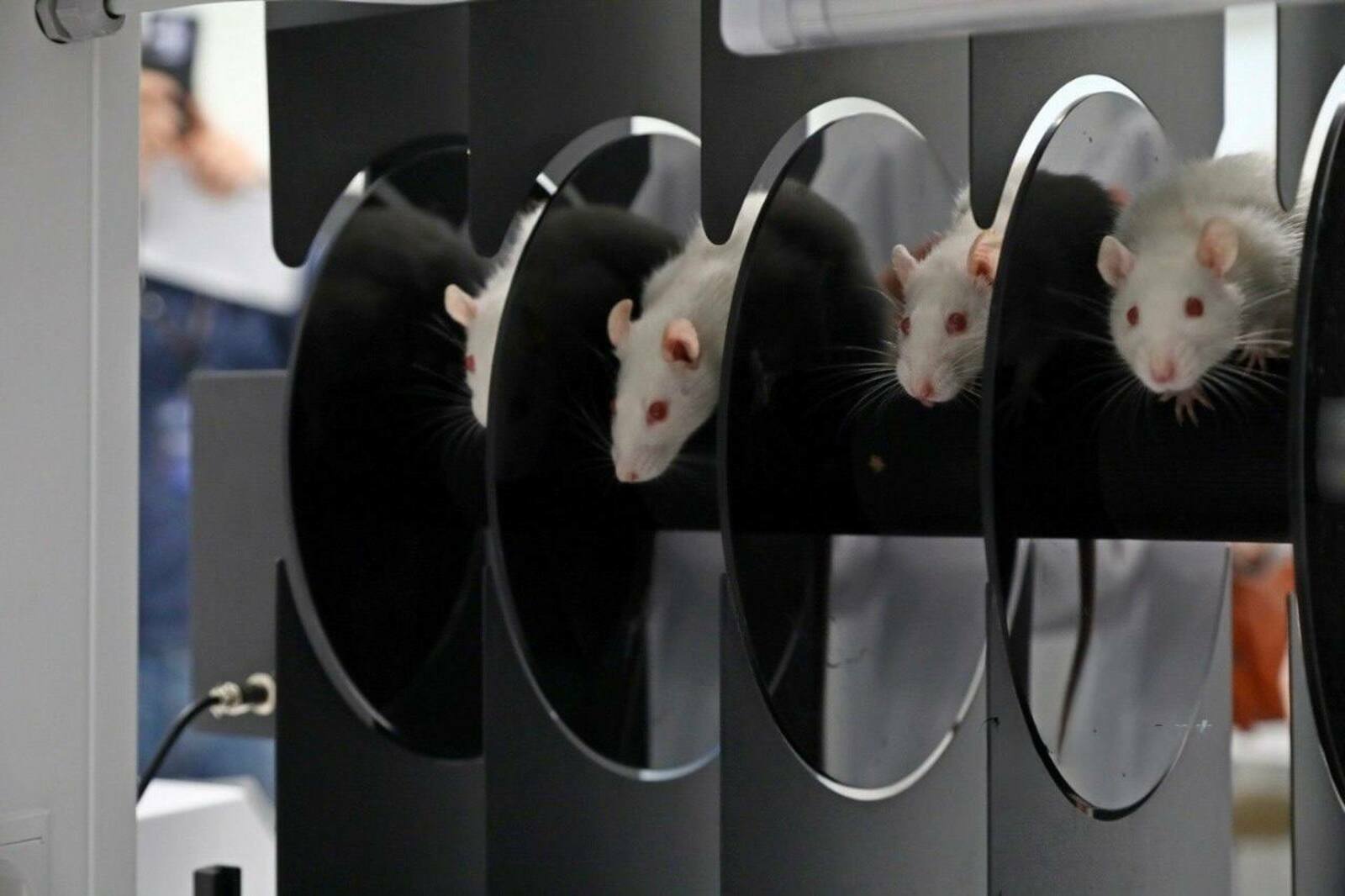 Депрессияға ҡаршы сара балыҡтарҙа һәм ҡомаҡтарҙа һынала