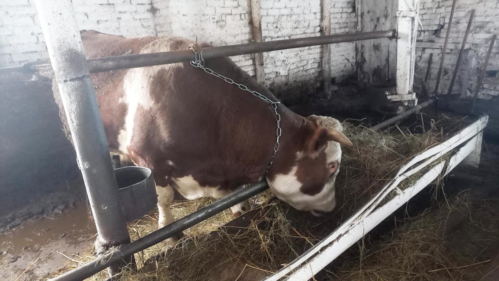 Алда яуаплы осор – мал ҡышлатыу көтә