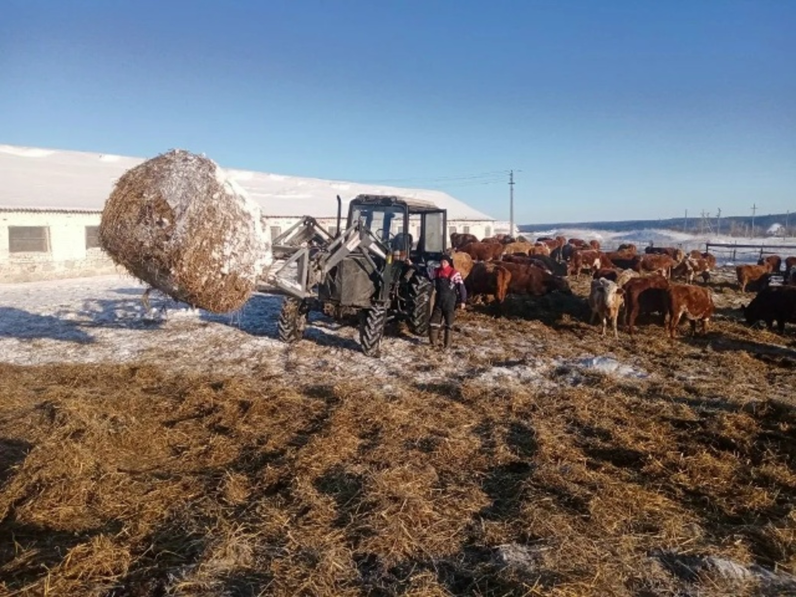 Һыйыр ите ҡалаға оҙатыла