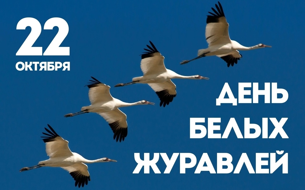 Уларҙың йәндәре – аҡ торналар