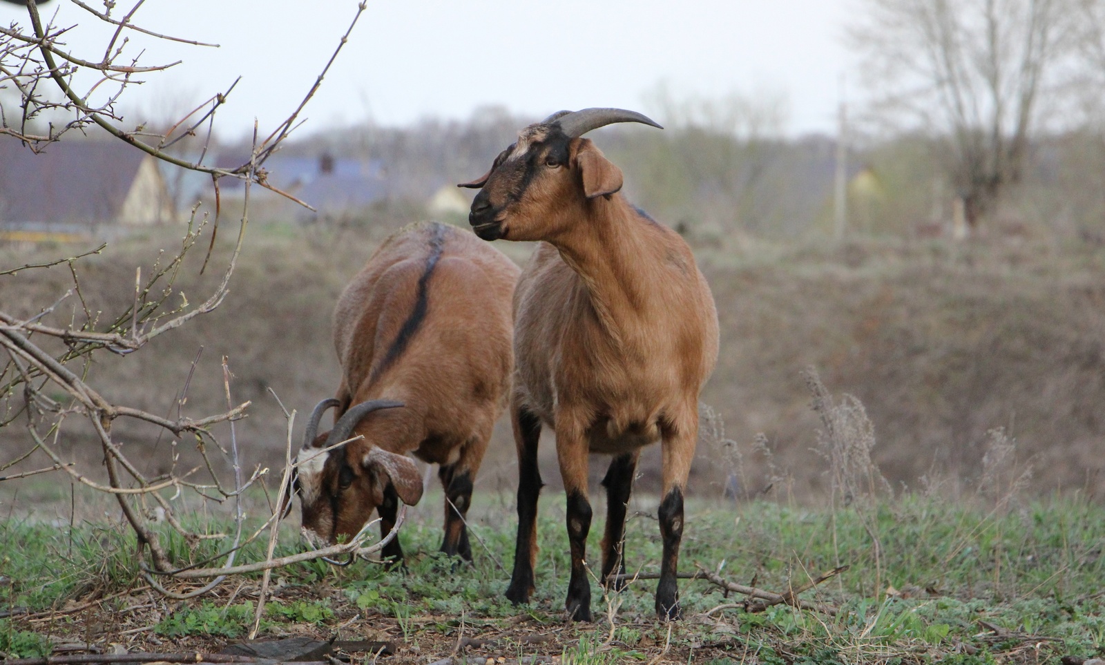 Кәзә һөтө ҡуйы була...