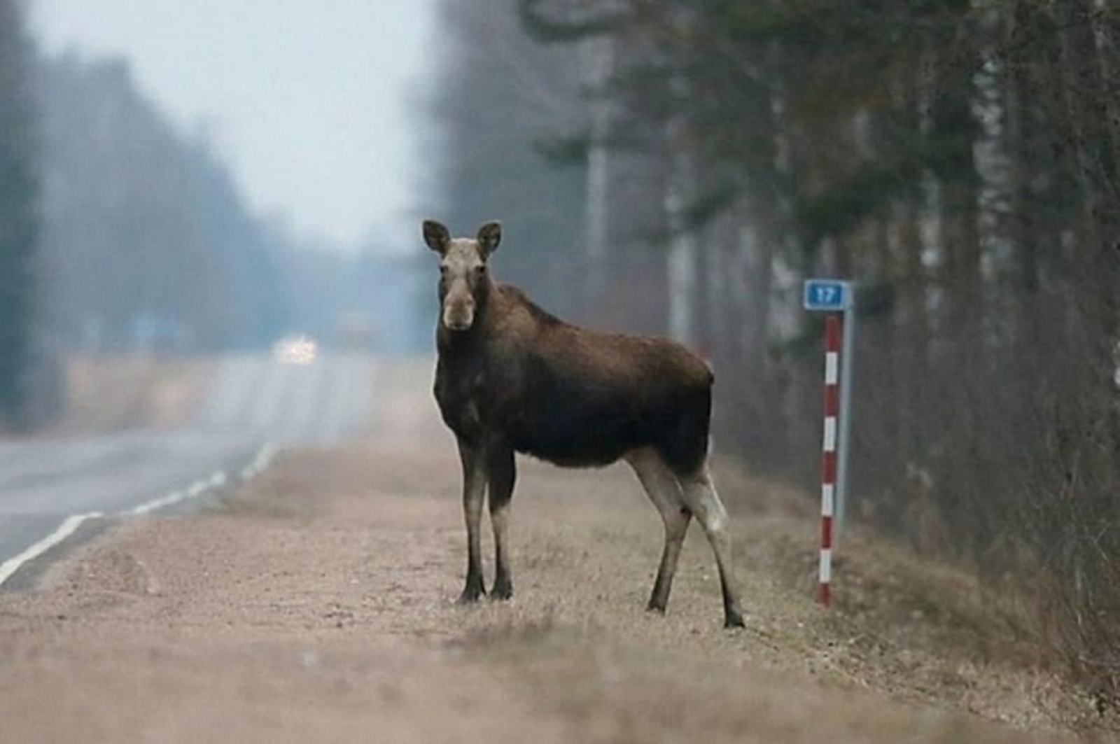 Ҡырағай хайуандар менән аварияла һәләк булғандар һаны билдәле булды