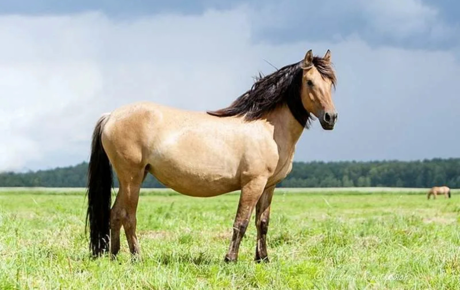 Башҡорт аты тураһында фильм төшөргәндәр