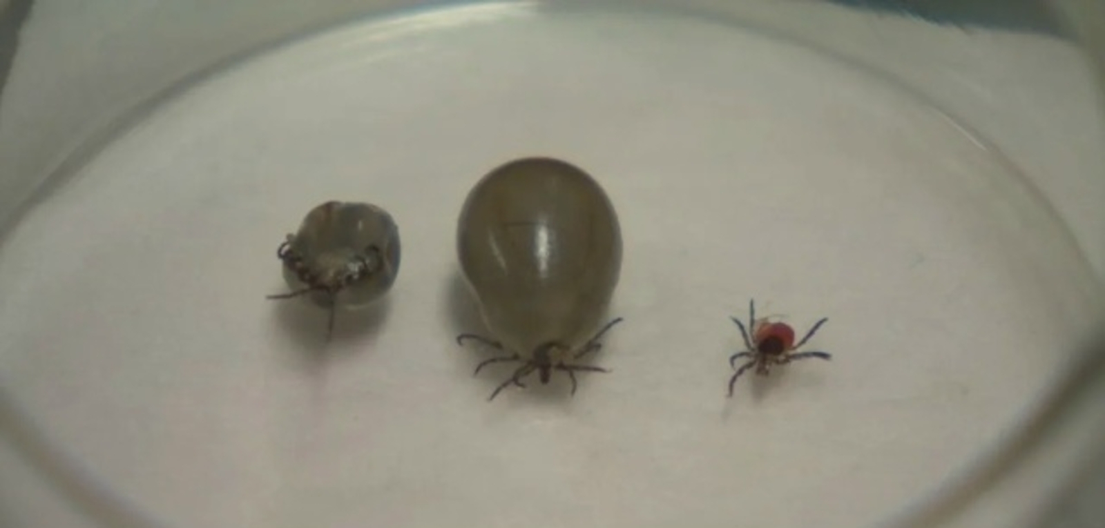 Һаҡ булығыҙ, талпандар уяна!